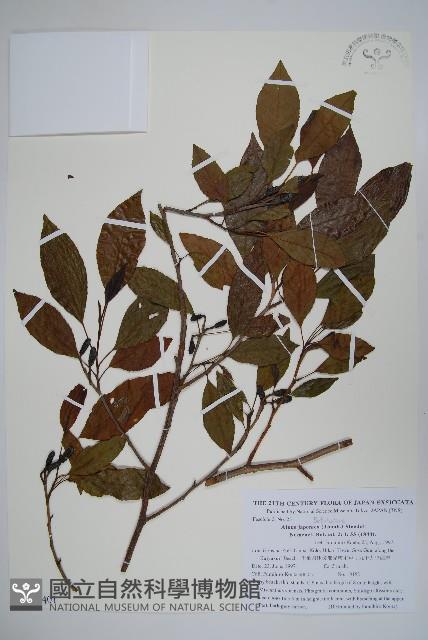 赤楊、臺灣赤楊、台北赤楊、水柯子、水柳柯藏品圖，第1張