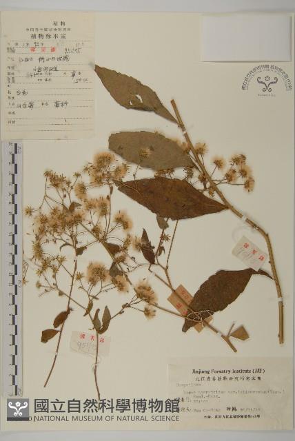 寬傘三褶葉紫菀藏品圖，第1張