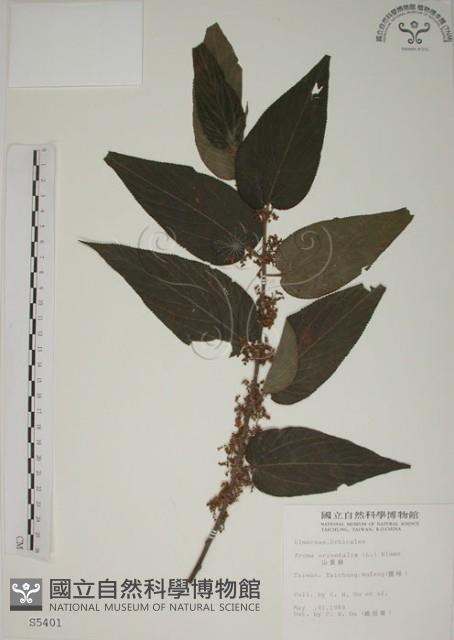 山黃麻藏品圖，第1張