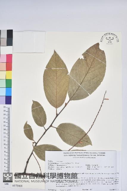 南燭藏品圖，第1張