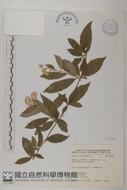 大頭艾納香藏品圖，第1張