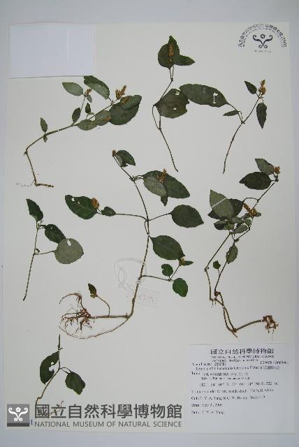 卵葉鱗球花藏品圖，第1張