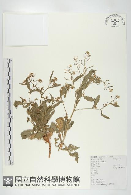 葶藶藏品圖，第1張