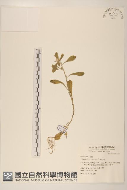 鼠麴舅藏品圖，第1張