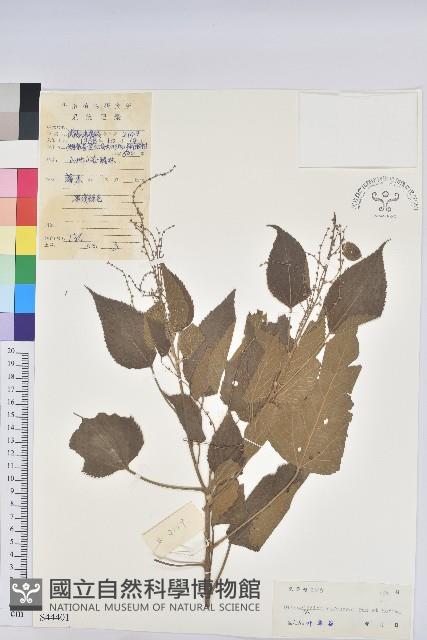 假扎包葉藏品圖，第1張