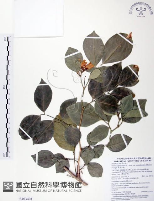 長果月橘藏品圖，第1張