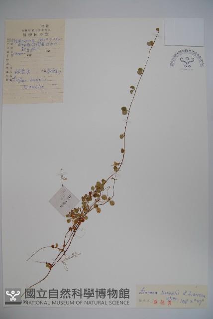 林奈木藏品圖，第1張