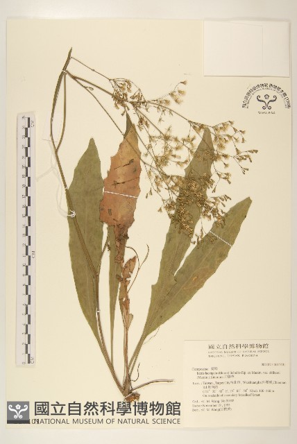 刀傷草藏品圖，第1張
