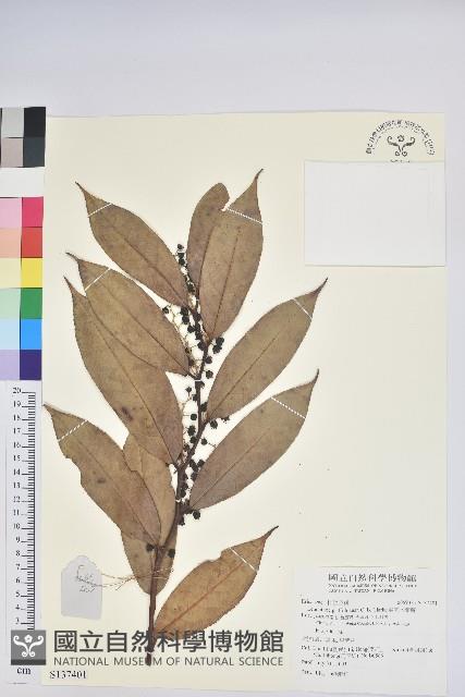 尖基木藜蘆藏品圖，第1張