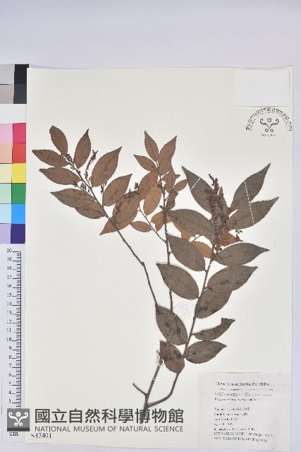 米飯花藏品圖，第1張