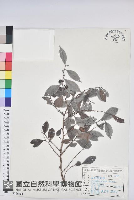 細葉饅頭果藏品圖，第1張