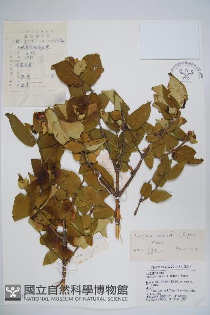 金銀忍冬藏品圖，第1張