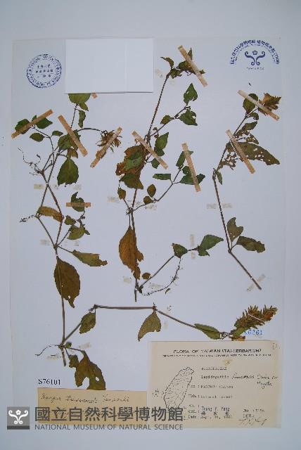 臺灣明萼草藏品圖，第1張