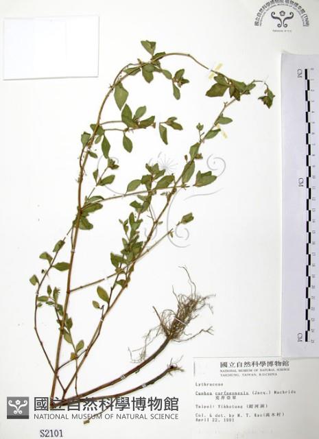 克非亞草藏品圖，第1張