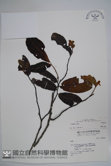 登錄號:S032101藏品圖，第1張