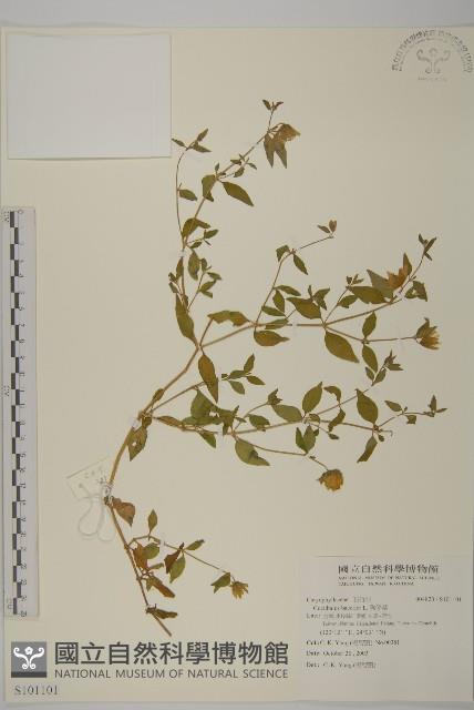 狗筋蔓藏品圖，第1張