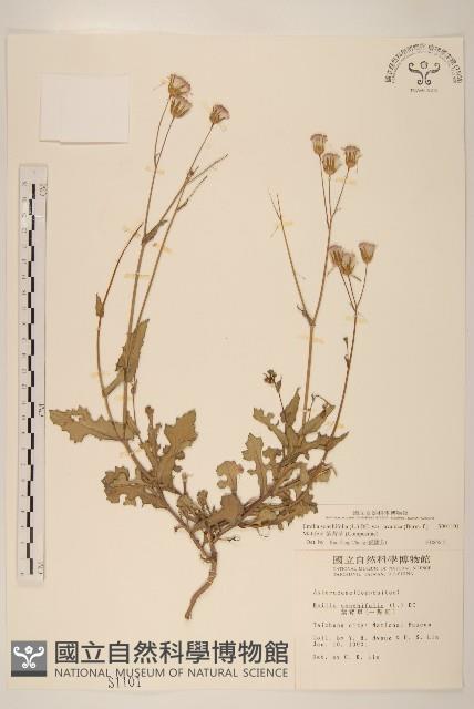 紫背草藏品圖，第1張