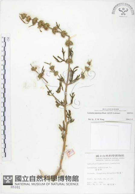 益母草藏品圖，第1張