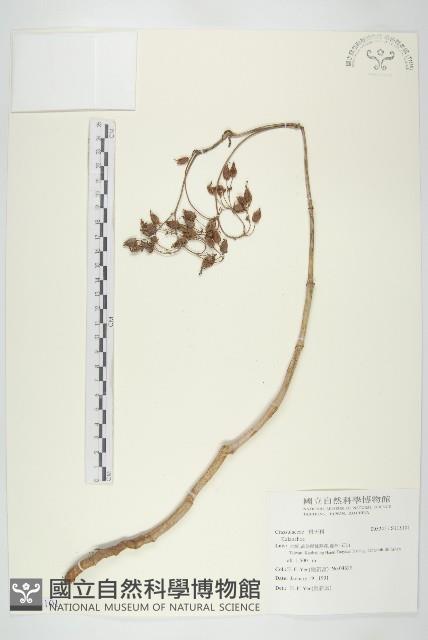 登錄號:S115101藏品圖，第1張