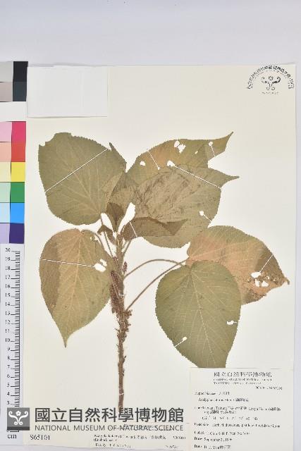 紅頭鐵莧、蘭嶼鐵莧藏品圖，第1張