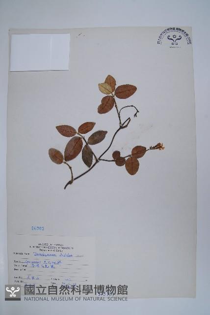 台灣白花藤藏品圖，第1張