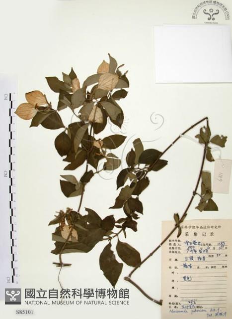 毛玉葉金花藏品圖，第1張