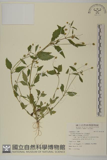 沼生金鈕扣藏品圖，第1張