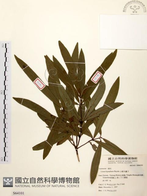 黃肉樹, 小梗木薑子藏品圖，第1張