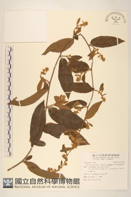 過山龍藏品圖，第1張