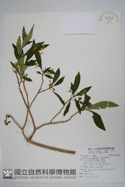 蘿芙木藏品圖，第1張