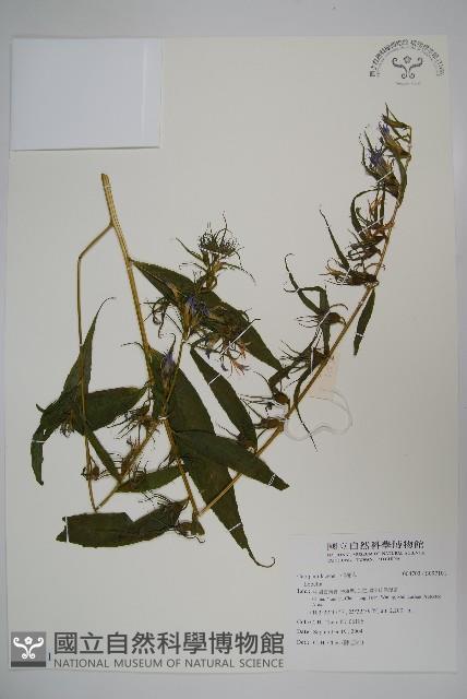 登錄號:S097101藏品圖，第1張