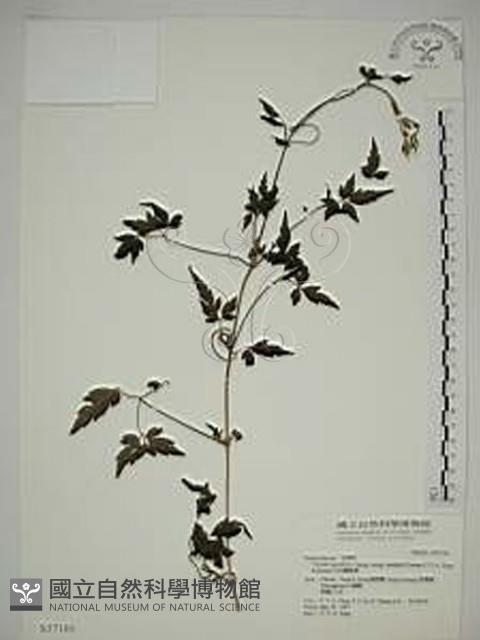 巴氏鐵線蓮藏品圖，第1張