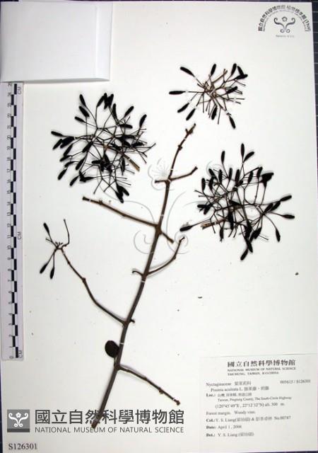 腺果藤、刺藤藏品圖，第1張