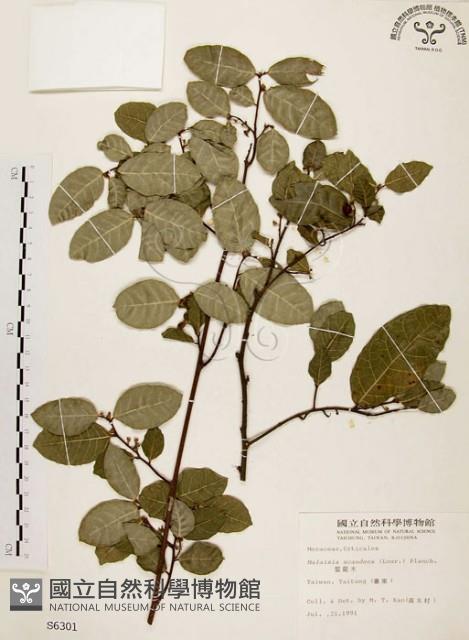 Malaisia Collection Image