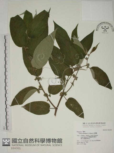 山黃麻藏品圖，第1張