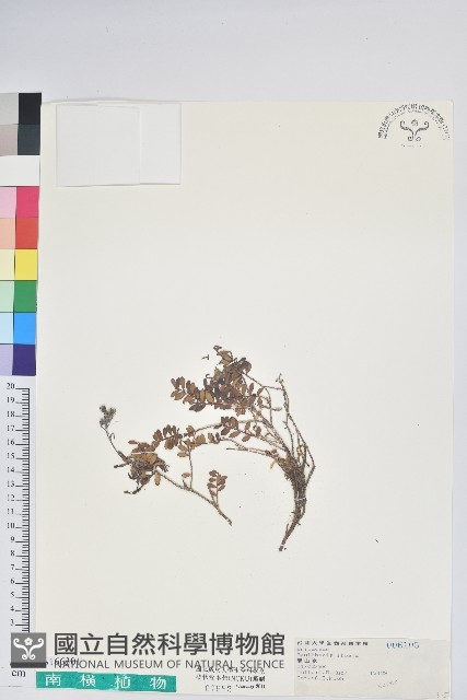 高山白珠樹藏品圖，第1張