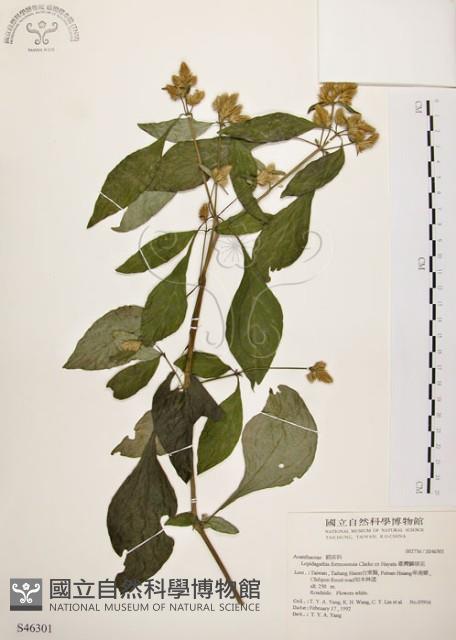 臺灣鱗球花藏品圖，第1張