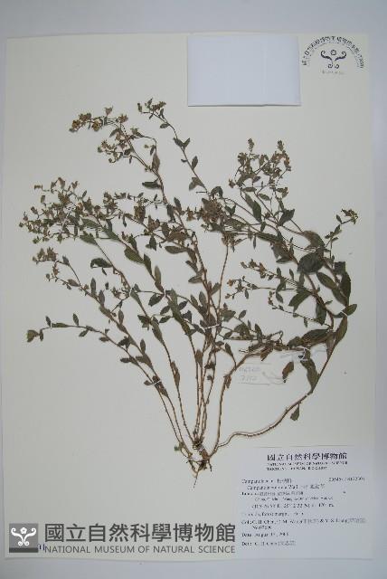 西南風鈴草藏品圖，第1張