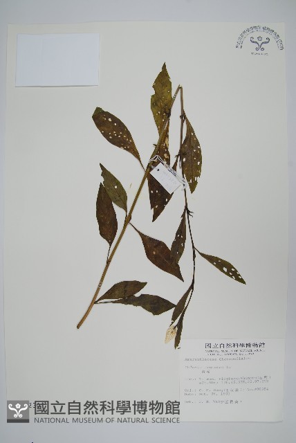 青葙藏品圖，第1張