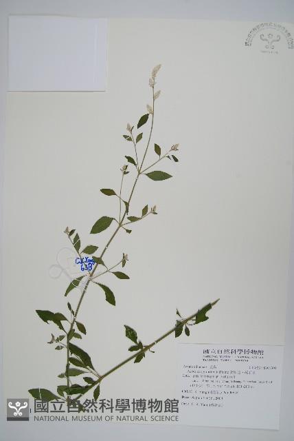 蔓雞冠、絹毛莧藏品圖，第1張