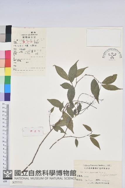 日本五月茶、南投五月茶藏品圖，第1張