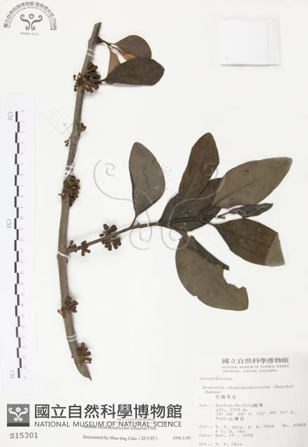 杜鵑桑寄生藏品圖，第1張