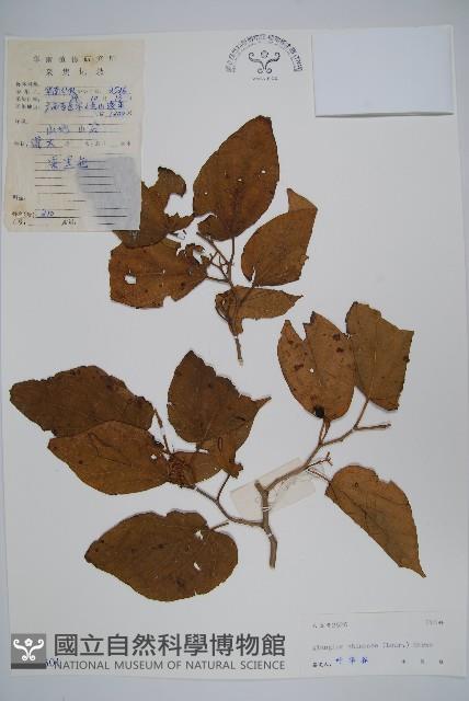 八角楓藏品圖，第1張