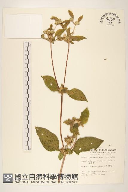 金腰箭藏品圖，第1張