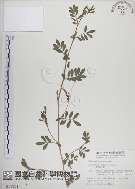 穗花木藍藏品圖，第1張