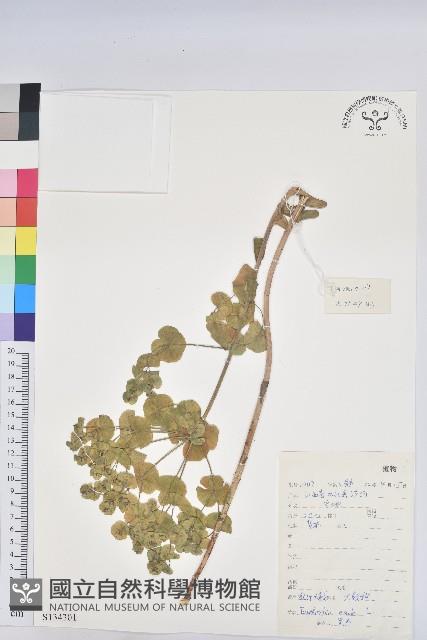 乳漿大戟藏品圖，第1張