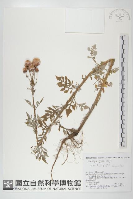 泥胡菜藏品圖，第1張