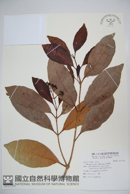 珊瑚樹藏品圖，第1張