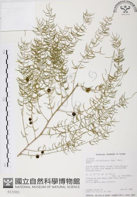 天門冬藏品圖，第1張