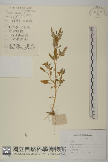 灰綠藜藏品圖，第1張